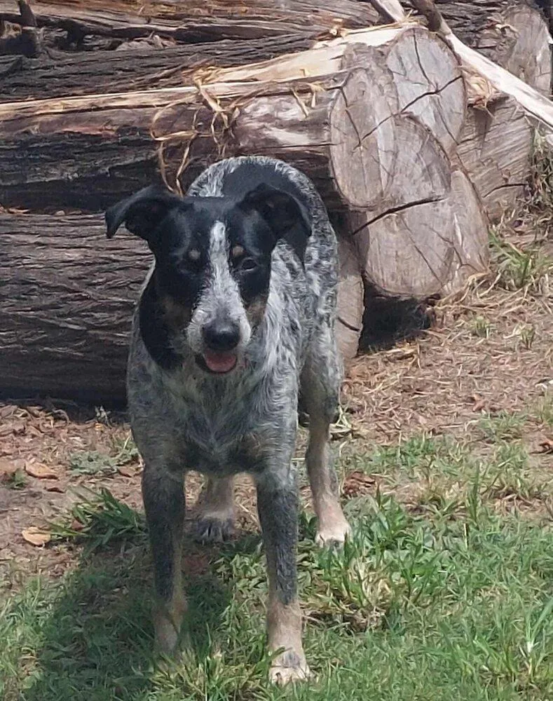 Blue Momma thumbnail 3