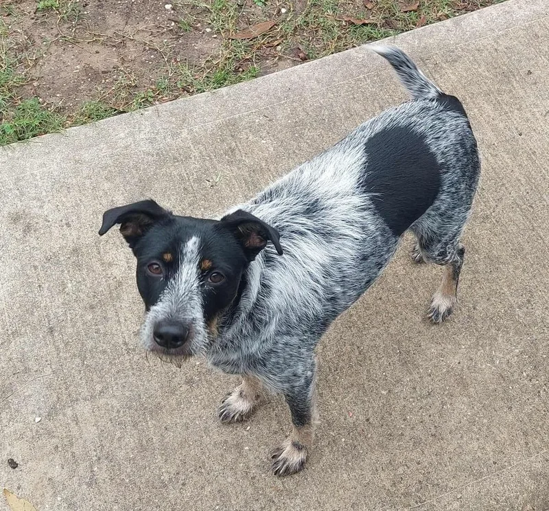 Blue Momma thumbnail 4