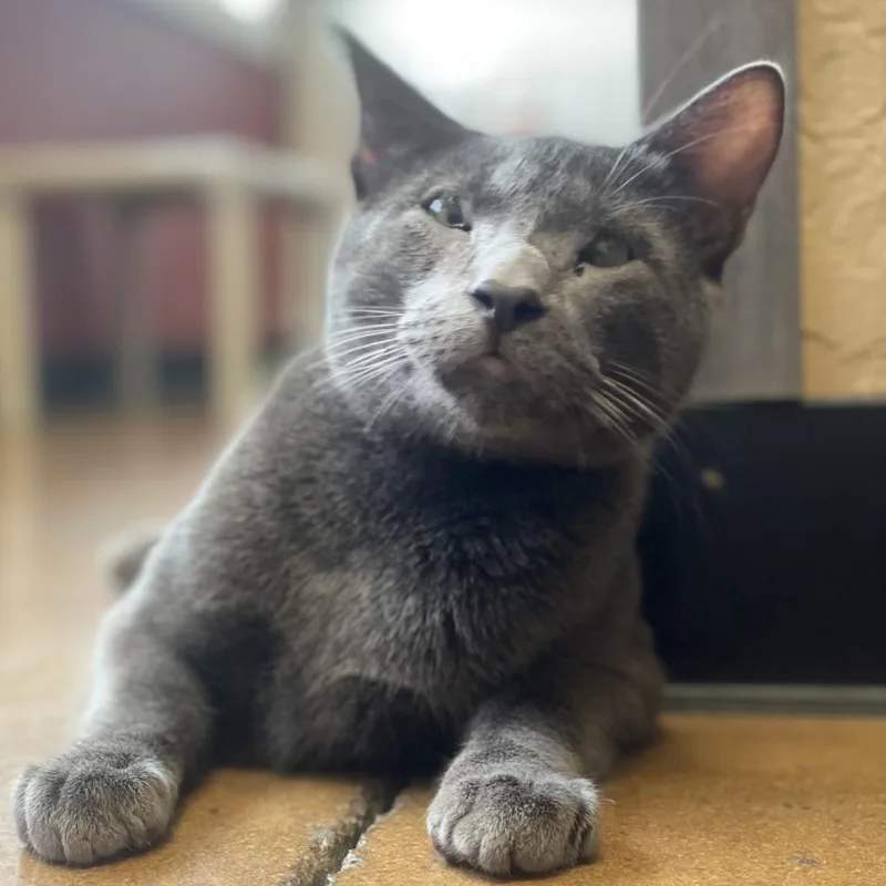 Greg Brady thumbnail 2