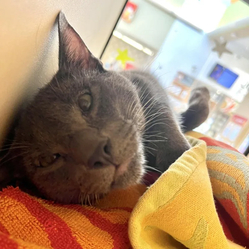 Greg Brady thumbnail 3