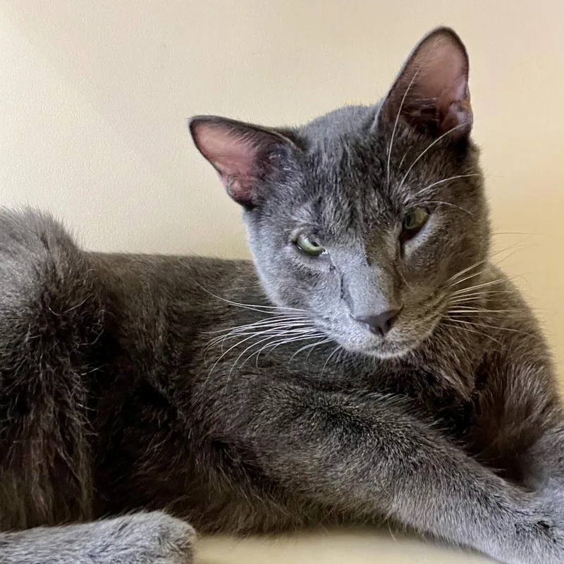 Greg Brady thumbnail 4