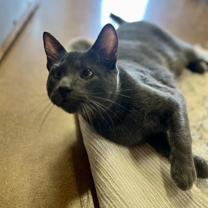 Greg Brady thumbnail 5