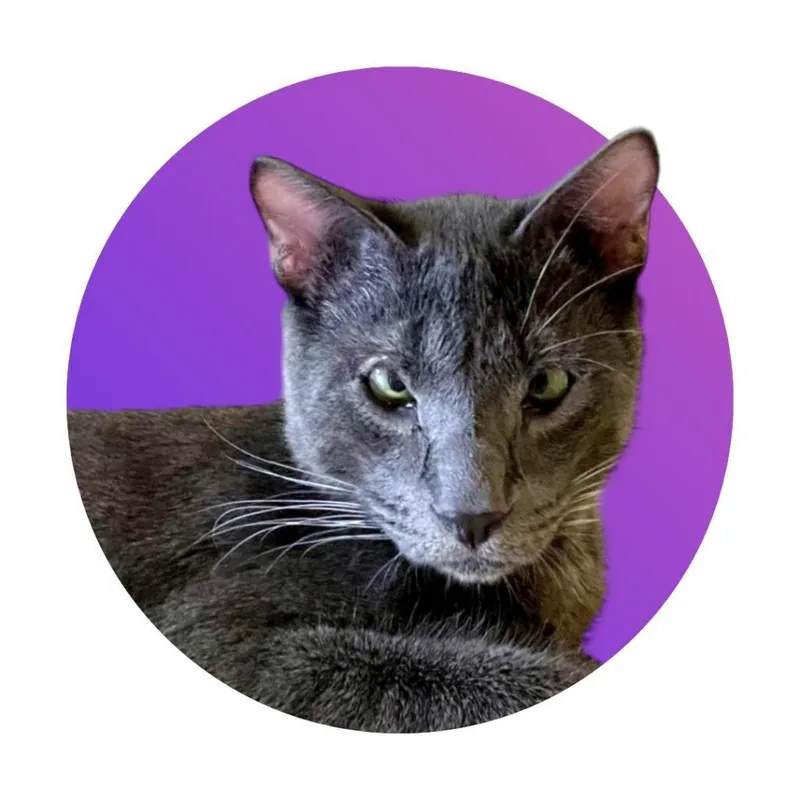 Greg Brady thumbnail 6