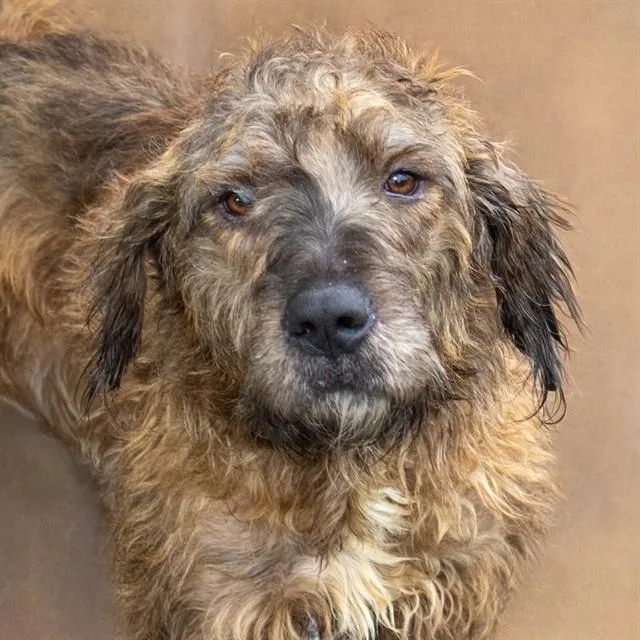An adult large-sized male Irish Wolfhound dog named Frankie for adoption in St. Louis, MO
