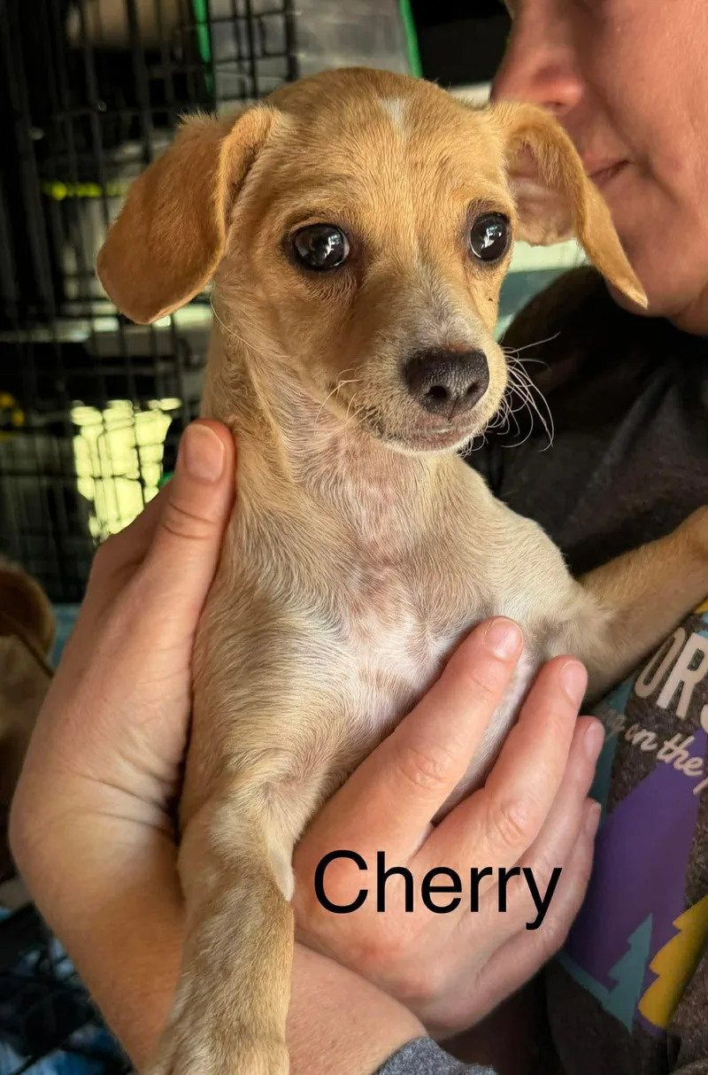 A baby small-sized female Chihuahua dog named Cherry for adoption in New Baltimore, MI