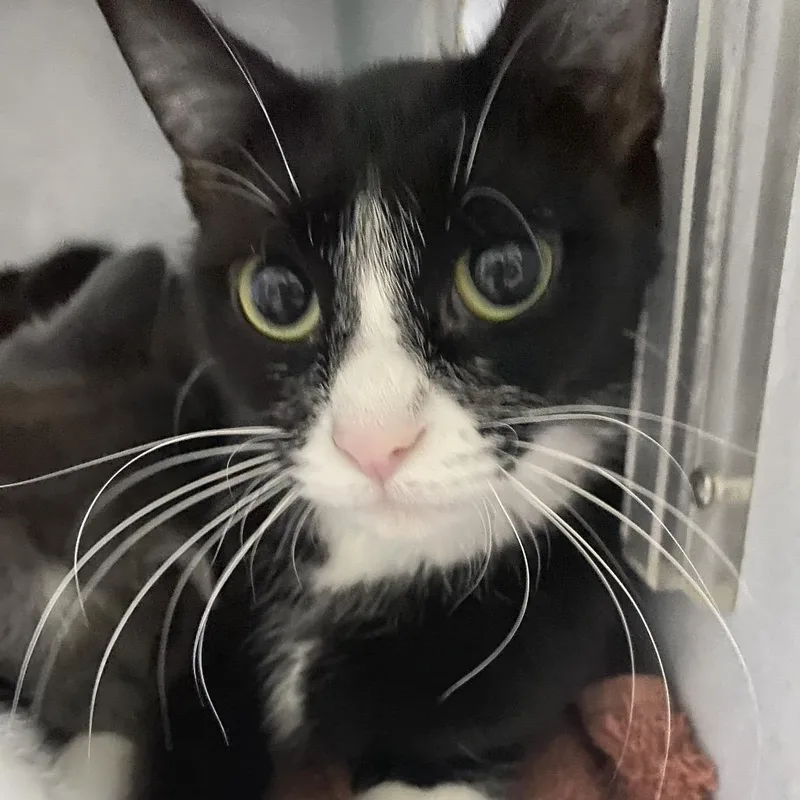 An adult medium-sized female Black Domestic Short Hair cat named Brigid for adoption in Richland, MI