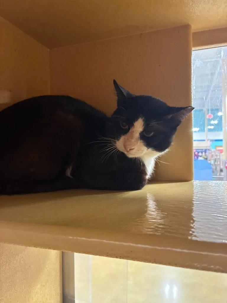 A young medium-sized female Domestic Short Hair cat named Kiwi for adoption in Richland Hills, TX