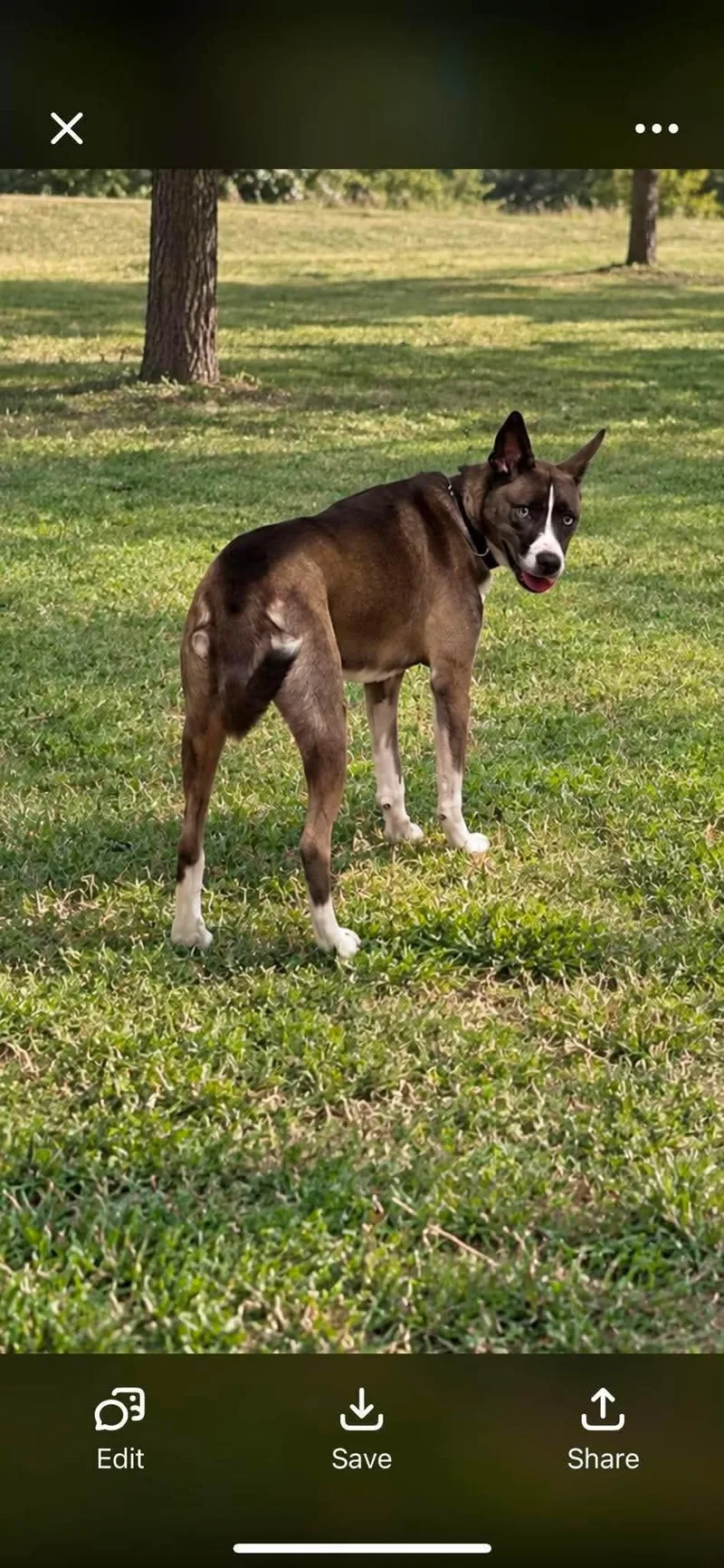 A young medium-sized female Husky dog named Zoey for adoption in Harrodsburg, KY