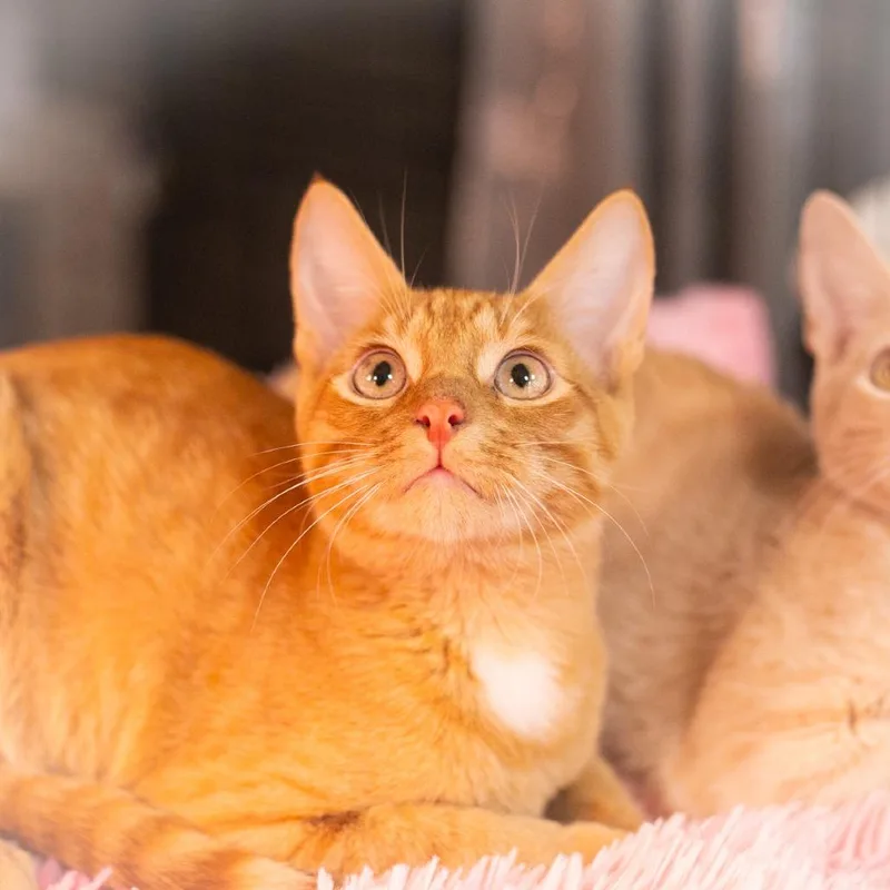 A baby medium-sized male Orange / Red Domestic Short Hair cat named Marcellus for adoption in Ponte Vedra, FL