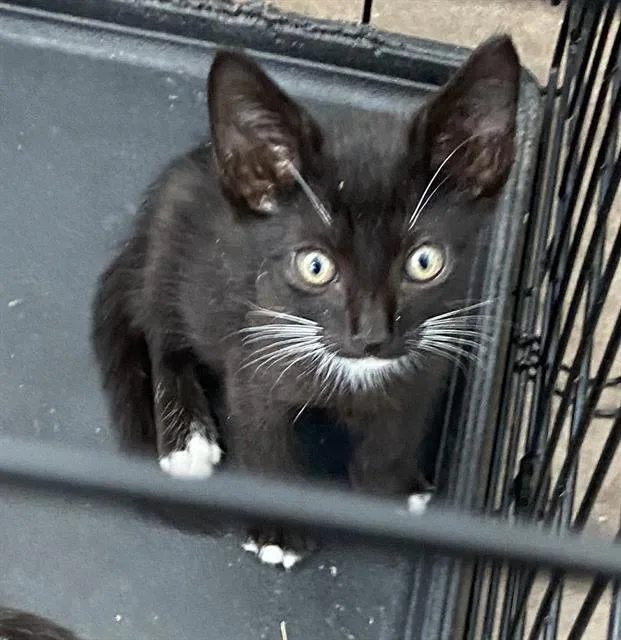 A baby medium-sized male Domestic Short Hair cat named Oreo for adoption in Dallas, TX