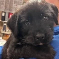 Furronica thumbnail 2