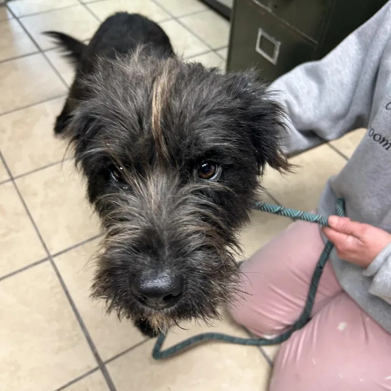 Furronica thumbnail 3