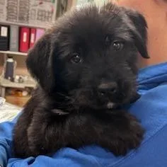 Furronica thumbnail 4