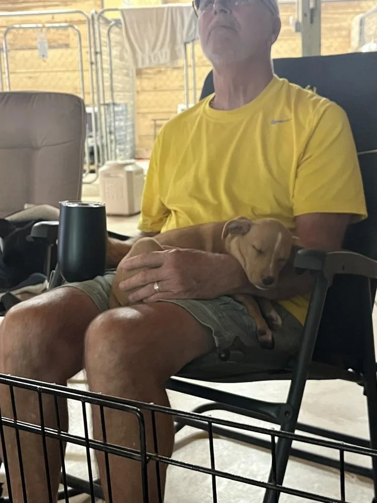 A baby small-sized female Terrier dog named Polly for adoption in Gillsville, GA