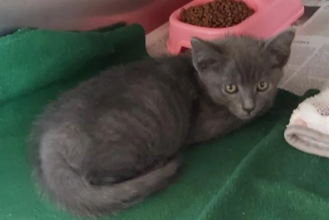 A baby small-sized male Domestic Short Hair cat named Dani for adoption in Chula Vista, CA