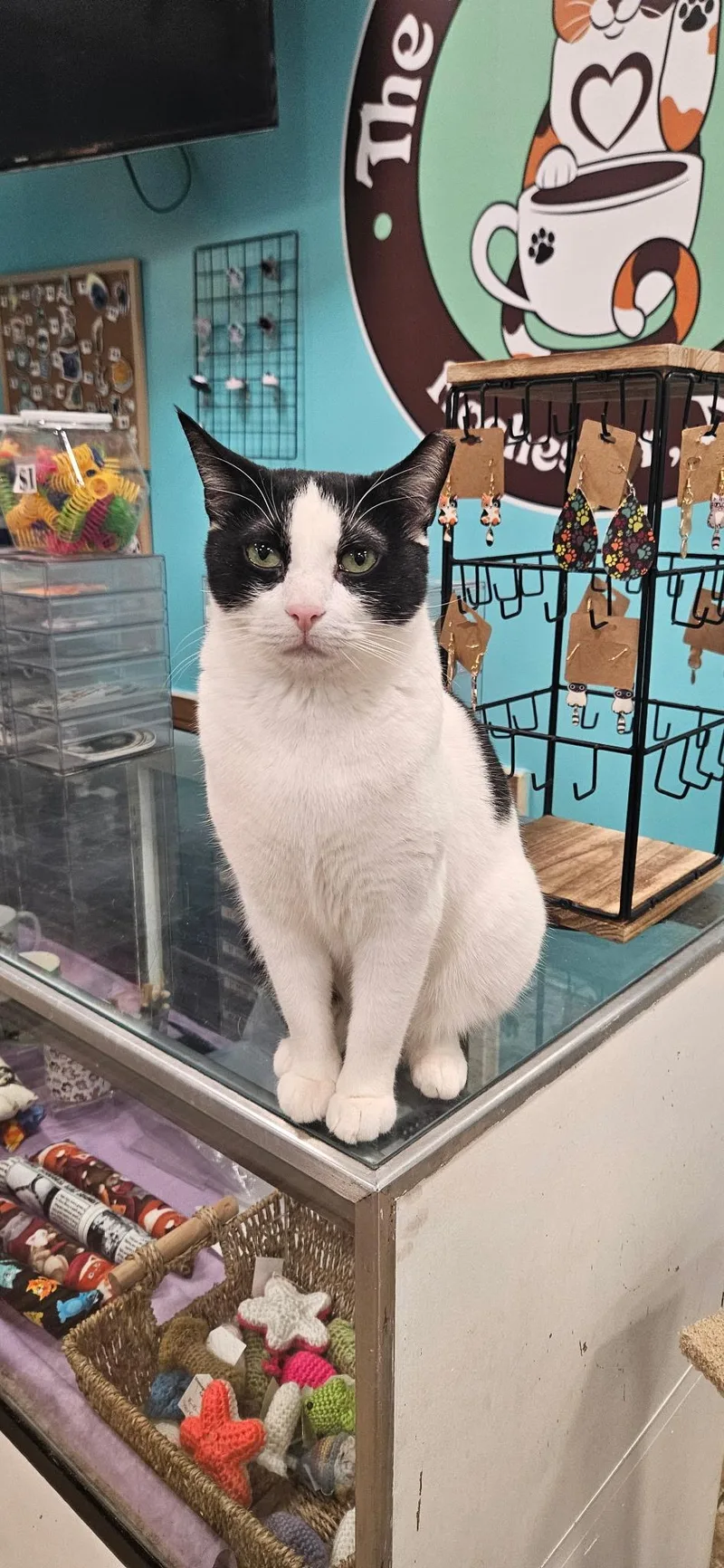An adult medium-sized female Black & White / Tuxedo Domestic Short Hair cat named Bubbles for adoption in Rochester, NY