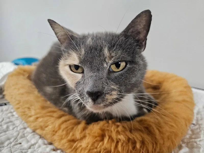 A young medium-sized female Domestic Short Hair cat named Labubu for adoption in Satellite Beach, FL