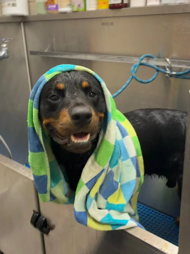 An adult large-sized male Rottweiler dog named Duke for adoption in Seguin, TX