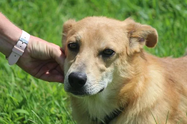 A baby medium-sized female Mixed Breed dog named Roxanne for adoption in Cleveland, TN