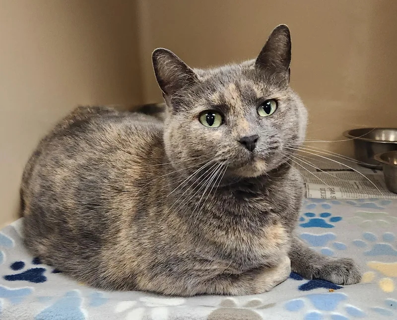 An adult medium-sized female Dilute Tortoiseshell Domestic Short Hair cat named Maddy for adoption in Clayton, NJ