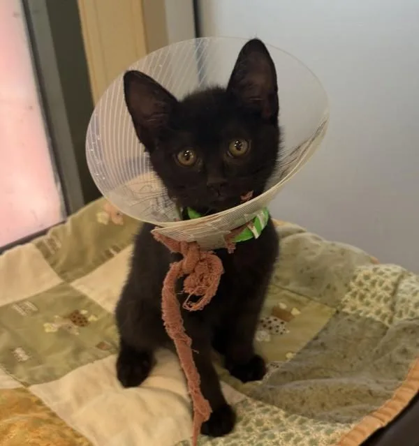 A baby medium-sized male Domestic Short Hair cat named Tomato for adoption in Dublin, CA