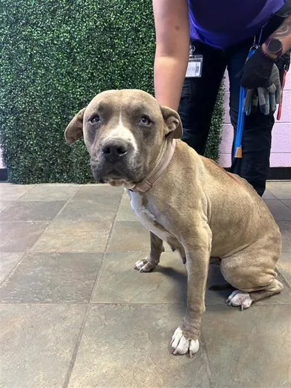 An adult large-sized female Brown / Chocolate Pit Bull Terrier dog named 61092326 for adoption in El Paso, TX