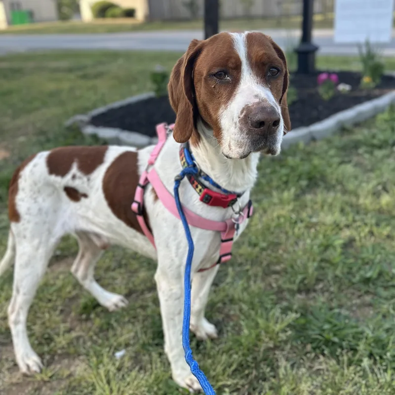 An adult medium-sized male Red / Chestnut / Orange Hound dog named Otto for adoption in Columbia, SC
