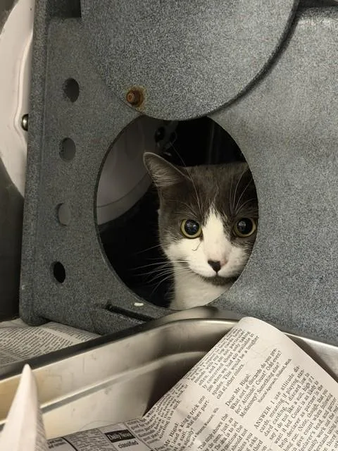An adult medium-sized female Domestic Short Hair cat named Hurricane for adoption in Chatsworth, CA