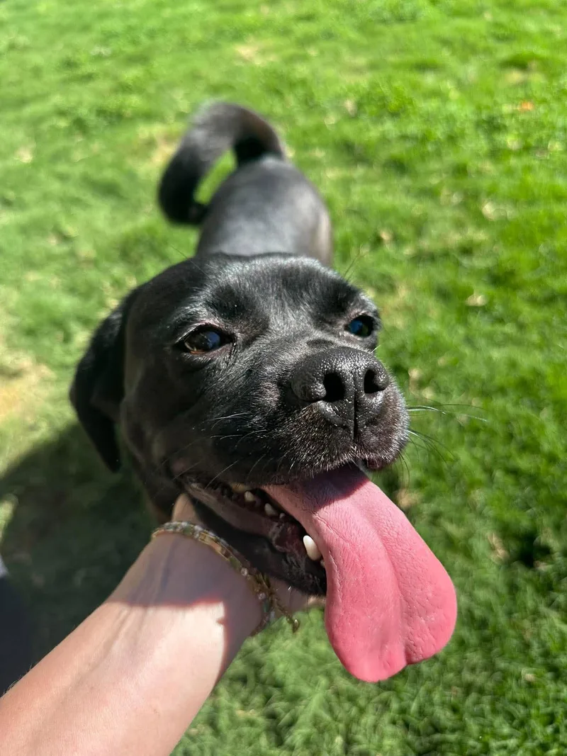 A young medium-sized female Labrador Retriever dog named Dratini for adoption in San Diego, CA