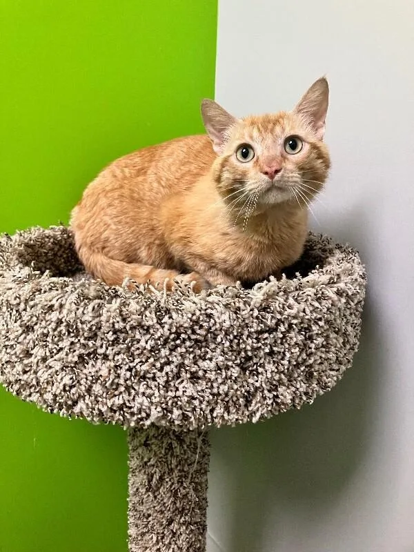 An adult medium-sized male Tabby (Orange / Red) Domestic Short Hair cat named Spirit Airlines for adoption in Jackson, TN