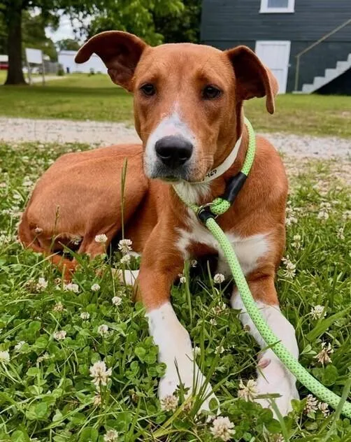 A young medium-sized female Redbone Coonhound dog named Holly for adoption in Washington, DC