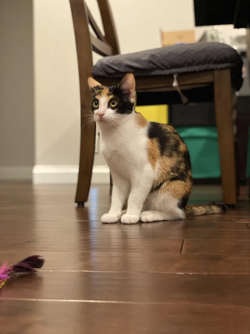 A young small-sized female Black & White / Tuxedo Domestic Short Hair cat named Yum Yum for adoption in Torrance, CA