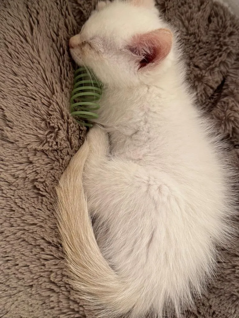 A baby medium-sized male Siamese cat named Mr. Meowgi for adoption in Johnson City, TN