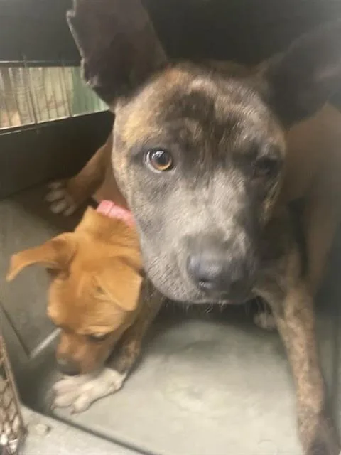 A baby small-sized male Pit Bull Terrier dog named Marvel for adoption in Sacramento, CA