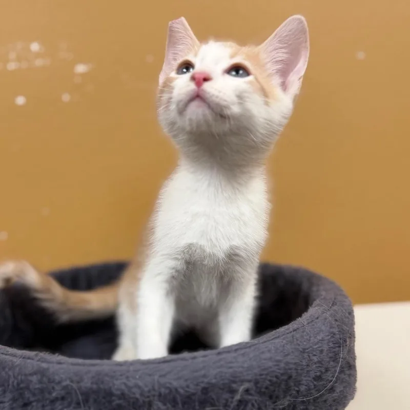 A baby small-sized male Orange / Red Domestic Short Hair cat named Arnaz for adoption in Las Vegas, NV