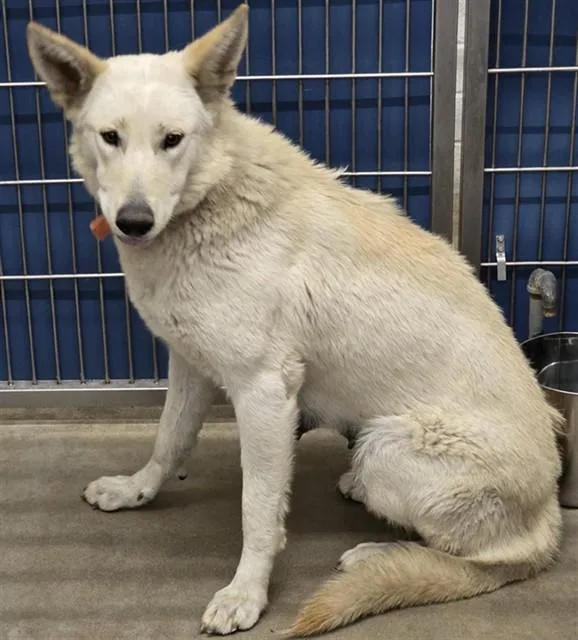 A young large-sized female German Shepherd Dog dog named Josephine for adoption in Camarillo, CA