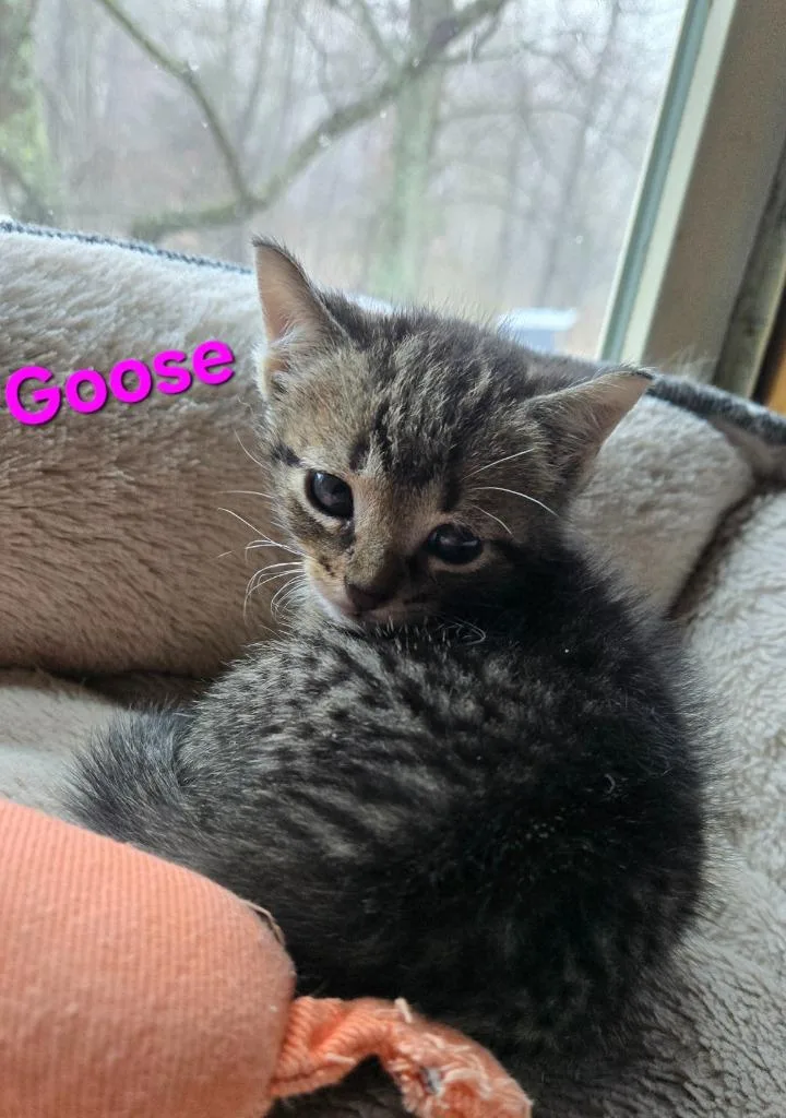 Goose thumbnail 2