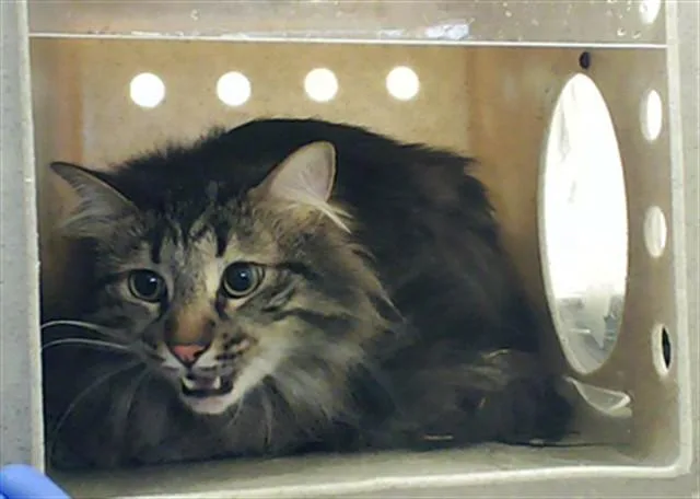 An adult medium-sized male Domestic Medium Hair cat named A for adoption in Fayetteville, NC