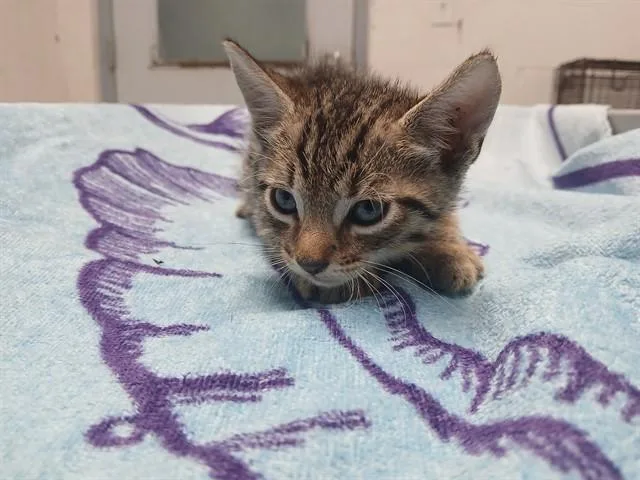 A baby small-sized male Domestic Short Hair cat named Neptune for adoption in Fort Lauderdale, FL