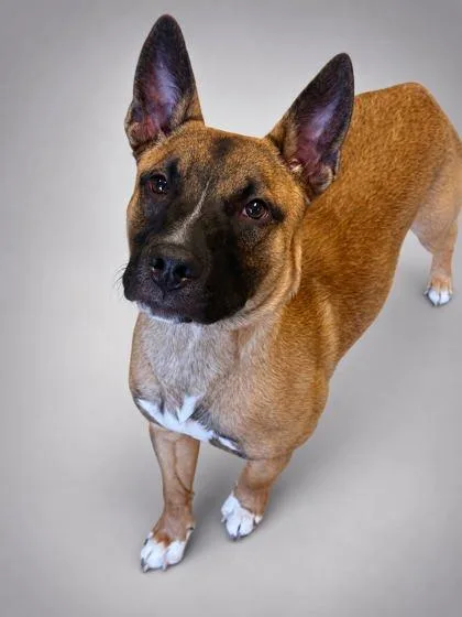 A young medium-sized male Belgian Shepherd / Malinois dog named Max for adoption in Bowling Green, KY