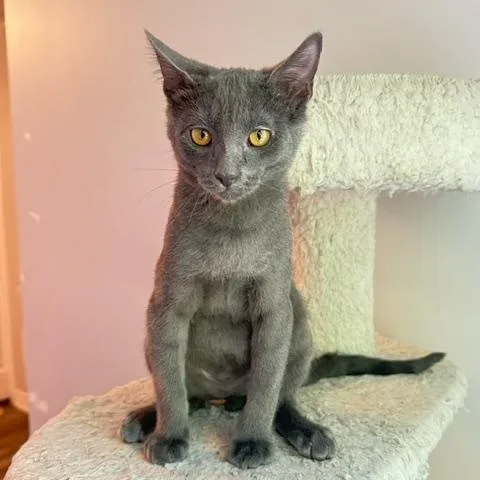 A baby small-sized male Gray / Blue / Silver Domestic Short Hair cat named Aladdin for adoption in Hudsonville, MI