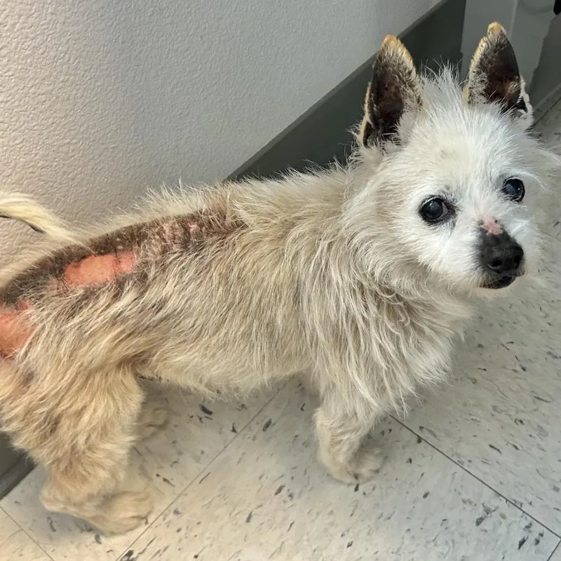 Jelly Bean thumbnail 2