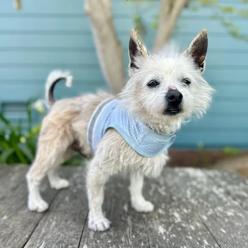 Jelly Bean thumbnail 3