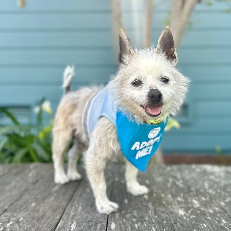 Jelly Bean thumbnail 5