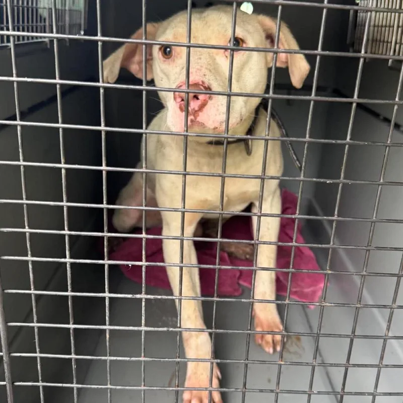 A young medium-sized male White / Cream Mixed Breed dog named Fonzie for adoption in Huntington, WV