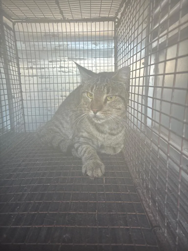 A young medium-sized male Domestic Short Hair cat named Kazoo for adoption in New Braunfels, TX