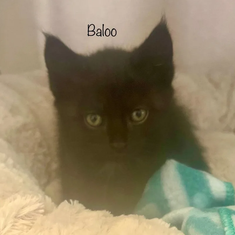 Baloo thumbnail 2