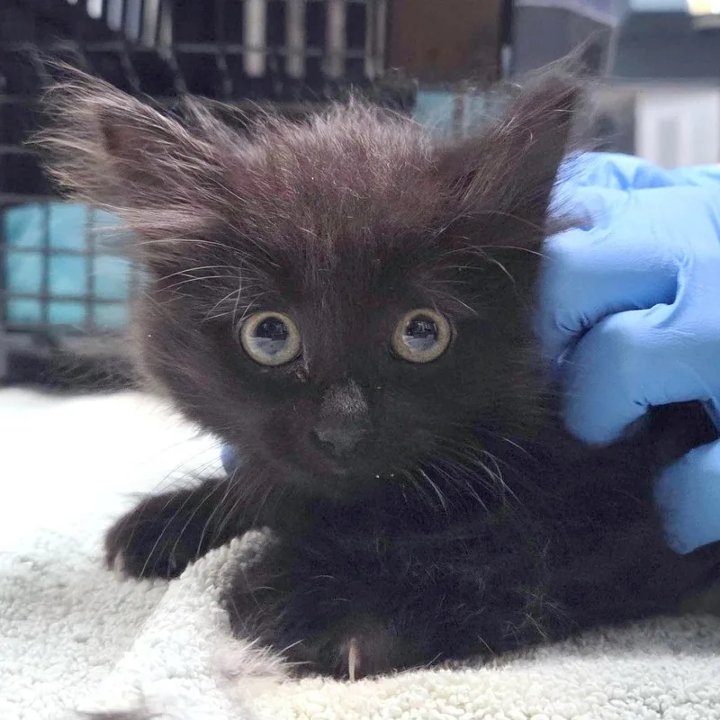 A baby small-sized female Black Domestic Long Hair cat named Ooze Lagoon for adoption in Providence, RI
