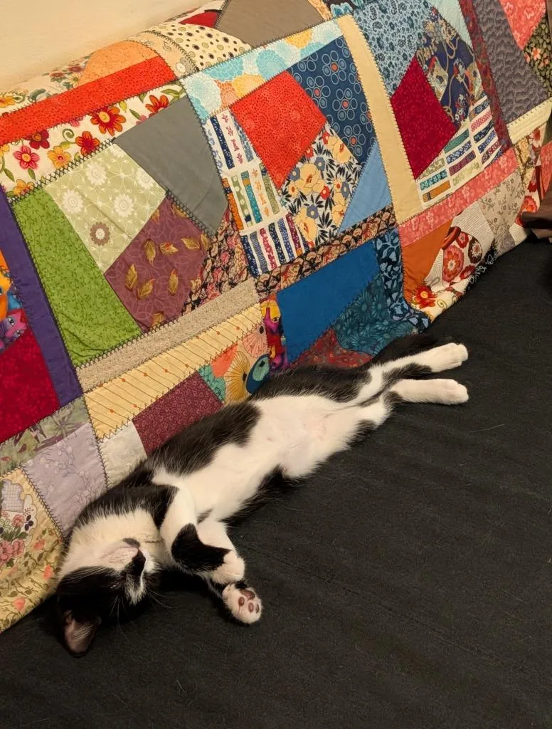 A baby medium-sized male Domestic Short Hair cat named Marlowe for adoption in Youngsville, NC