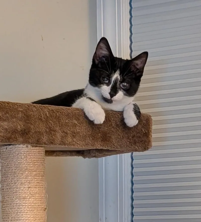 Marlowe thumbnail 4